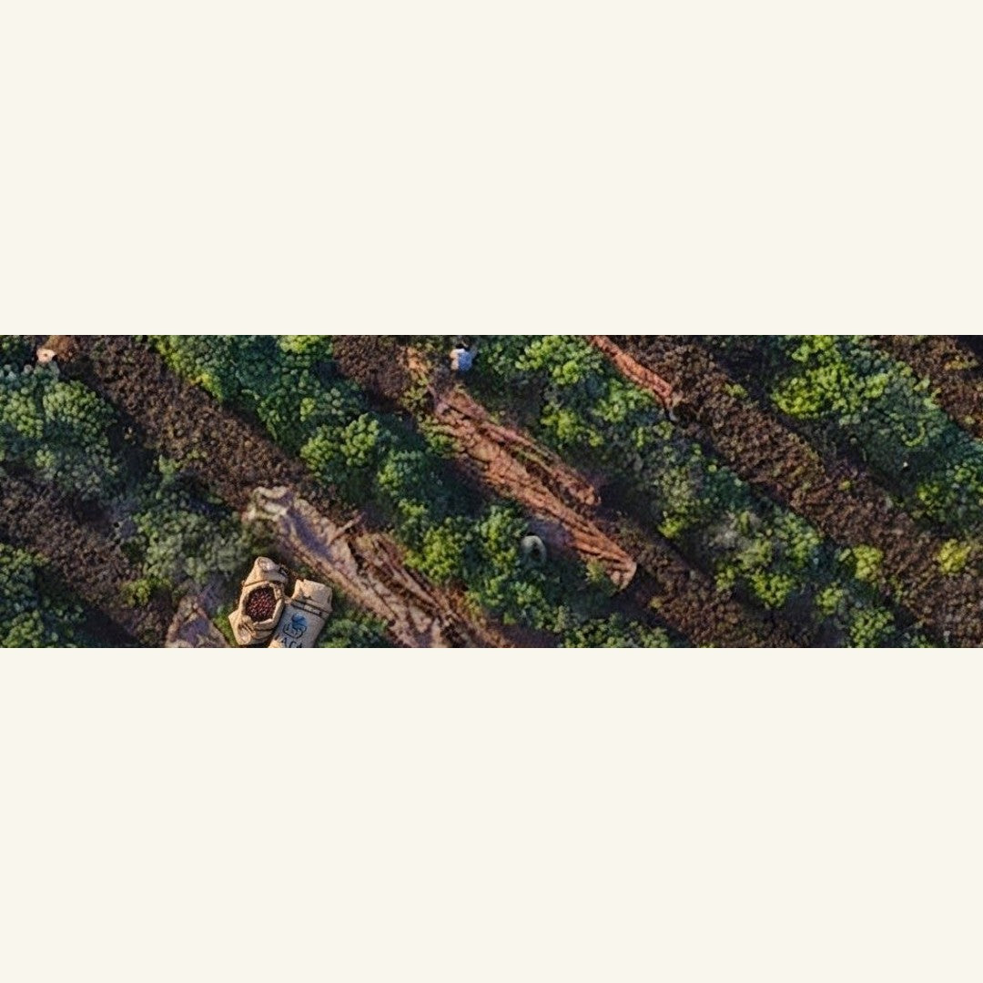 Ethiopia Chelche — coffee farm at origin