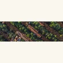 Ethiopia Chelche — coffee farm at origin